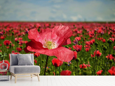 photo-wallpaper-the-lush-poppy-field