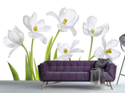 photo-wallpaper-white-tulips-x