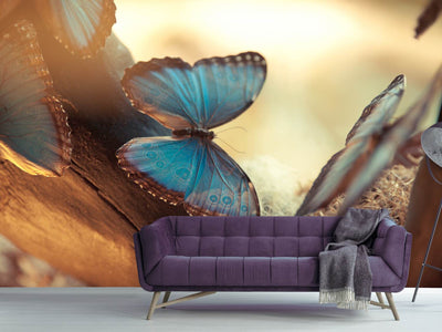 photo-wallpaper-butterflies