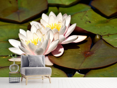 photo-wallpaper-water-lily-duo-in-white