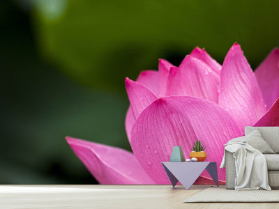 photo-wallpaper-marko-lotus-in-pink