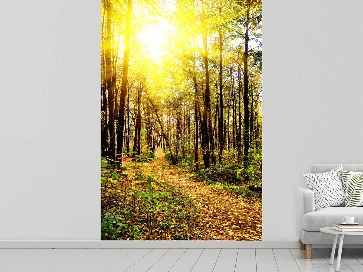 photo-wallpaper-woodland-walk-in-the-autumn-sun