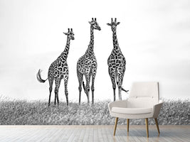 photo-wallpaper-giraffes-in-the-mara-plains-x