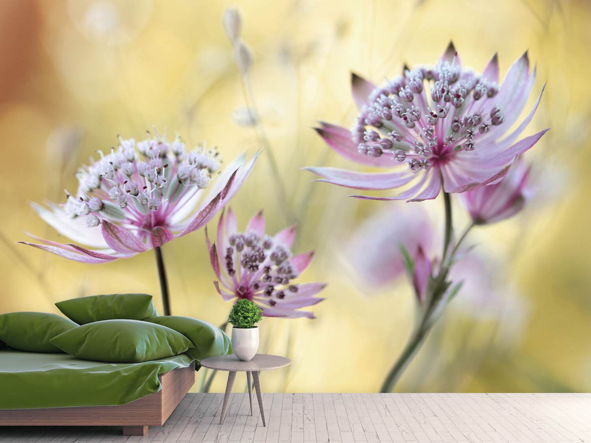 photo-wallpaper-astrantia-major