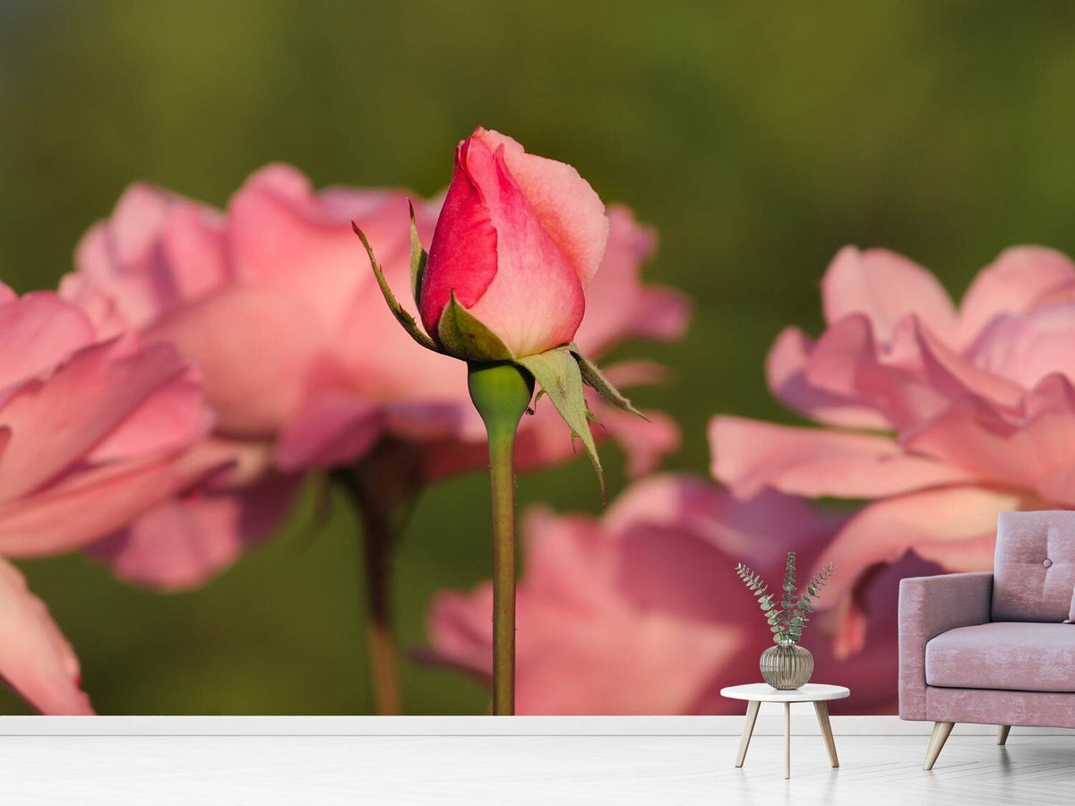 photo-wallpaper-the-rosebud