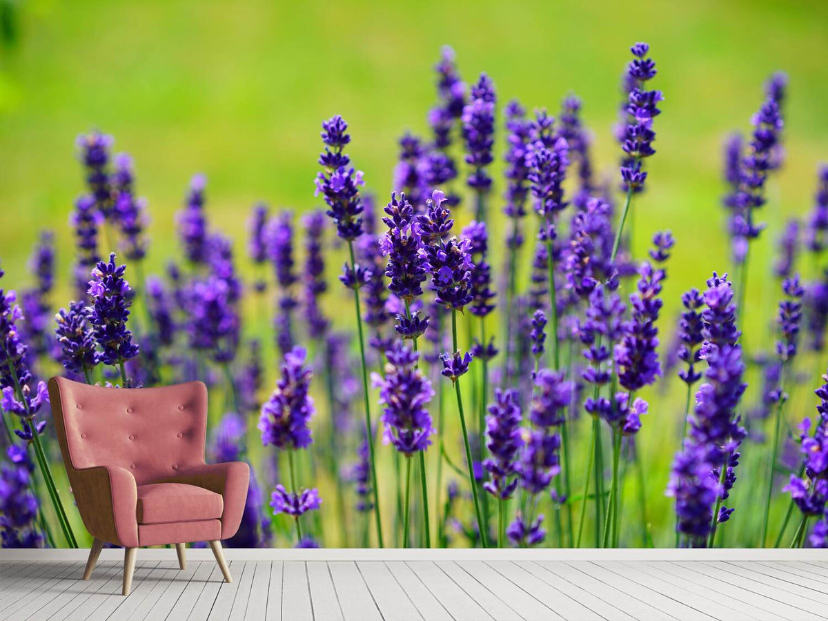 photo-wallpaper-beautiful-lavender