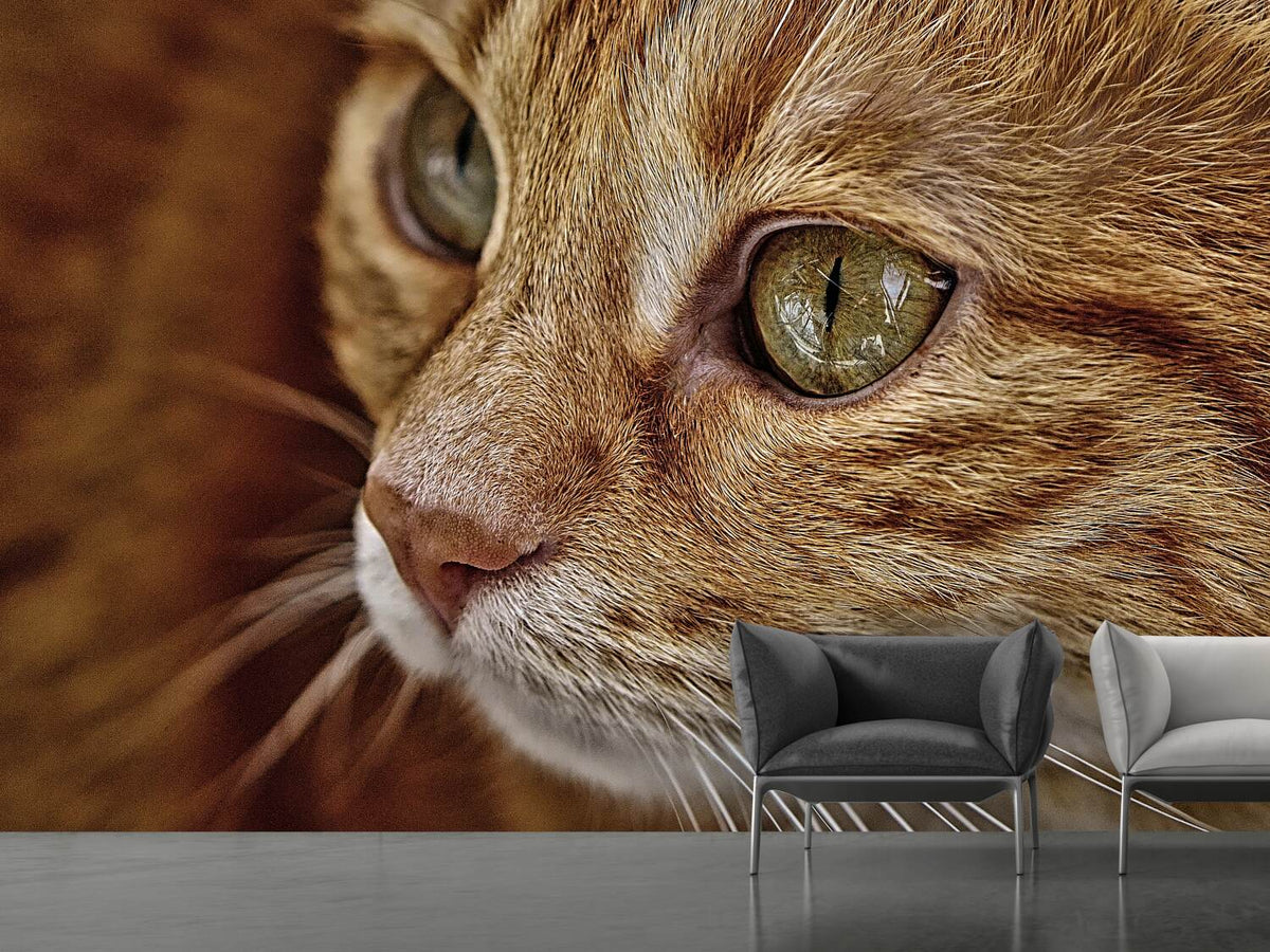 photo-wallpaper-close-up-cat39s-head