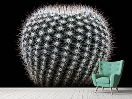 photo-wallpaper-notocactus-scopa-ii