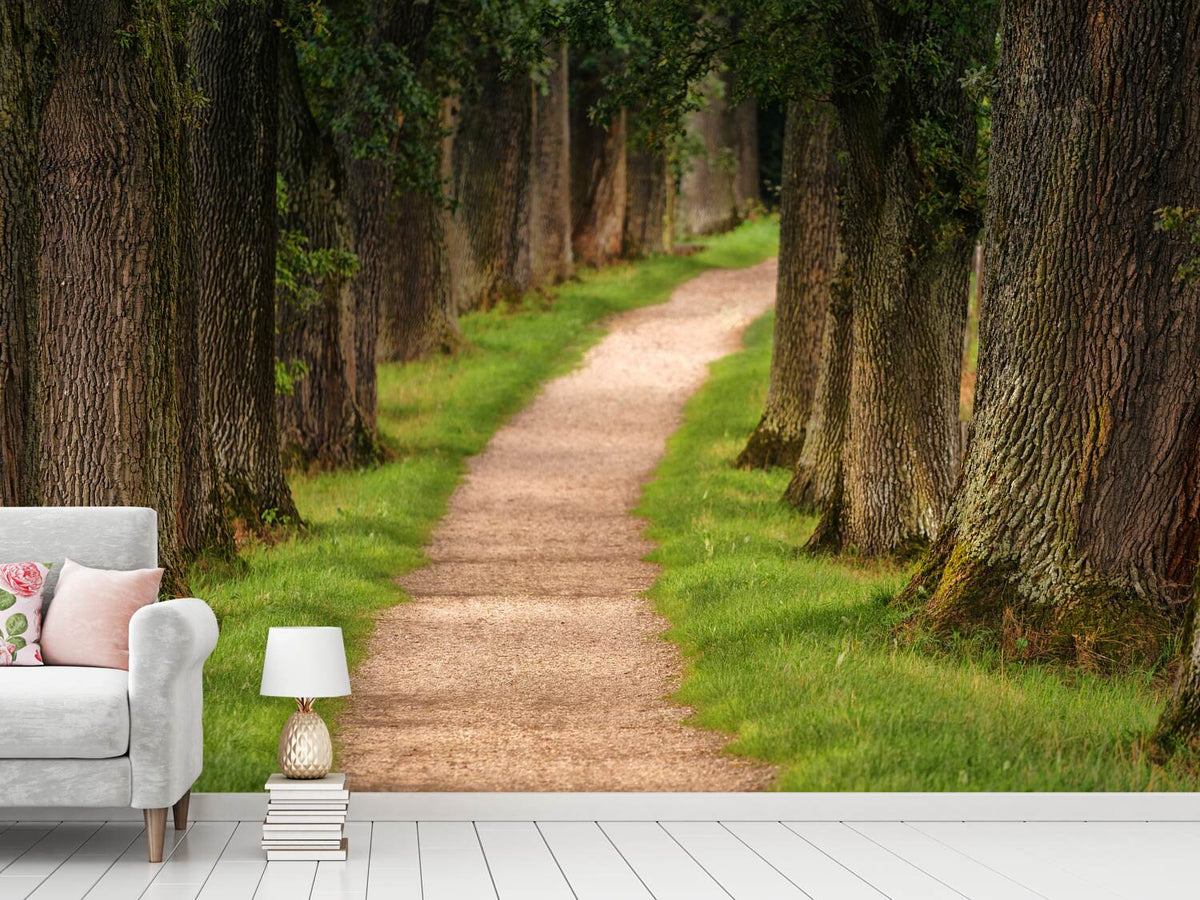 photo-wallpaper-a-path-in-the-forest