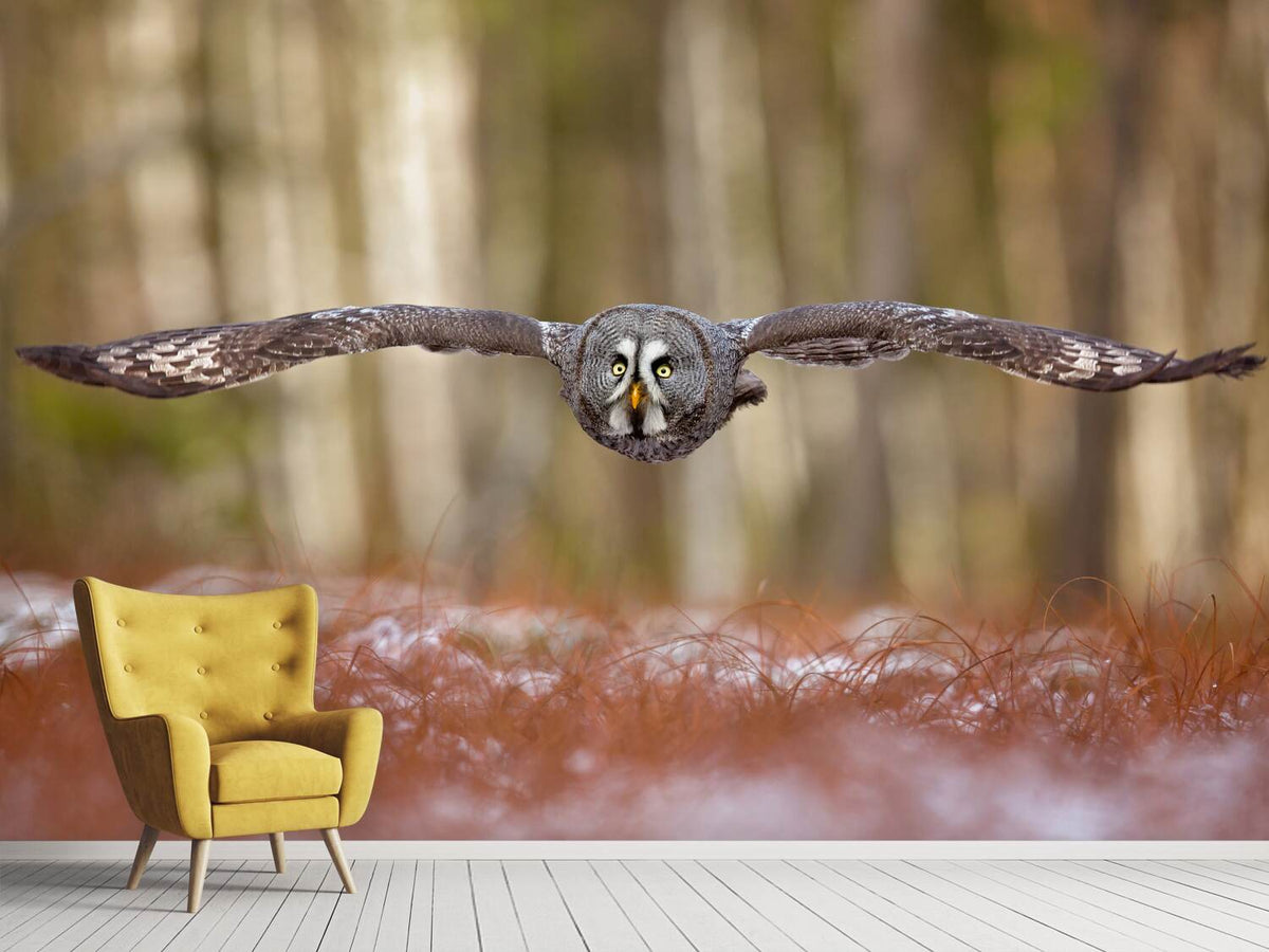 photo-wallpaper-great-grey-owl