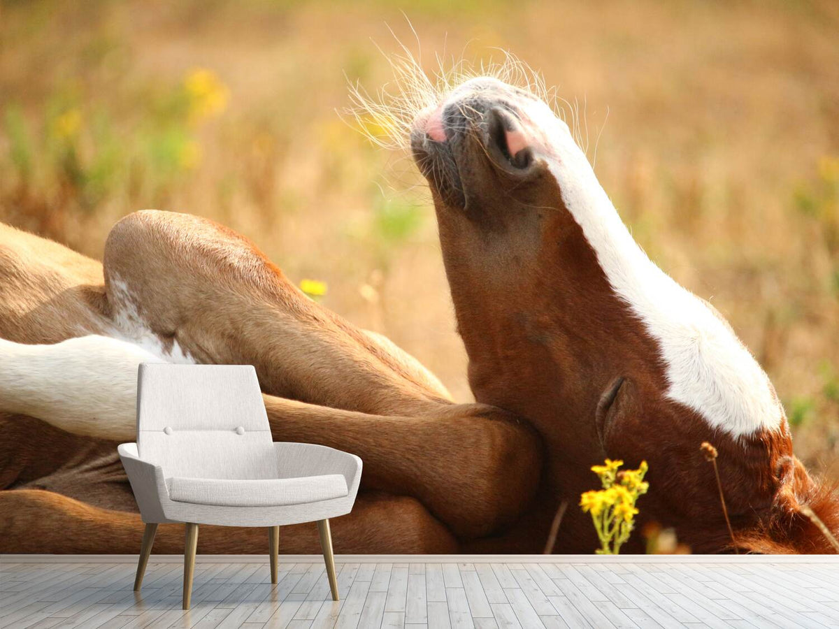 photo-wallpaper-the-sleeping-horse