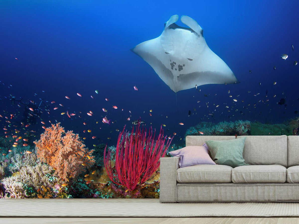 photo-wallpaper-ocean-manta-ray-on-the-reef-x