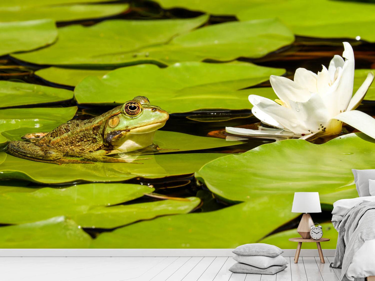 photo-wallpaper-the-frog-and-the-water-lily