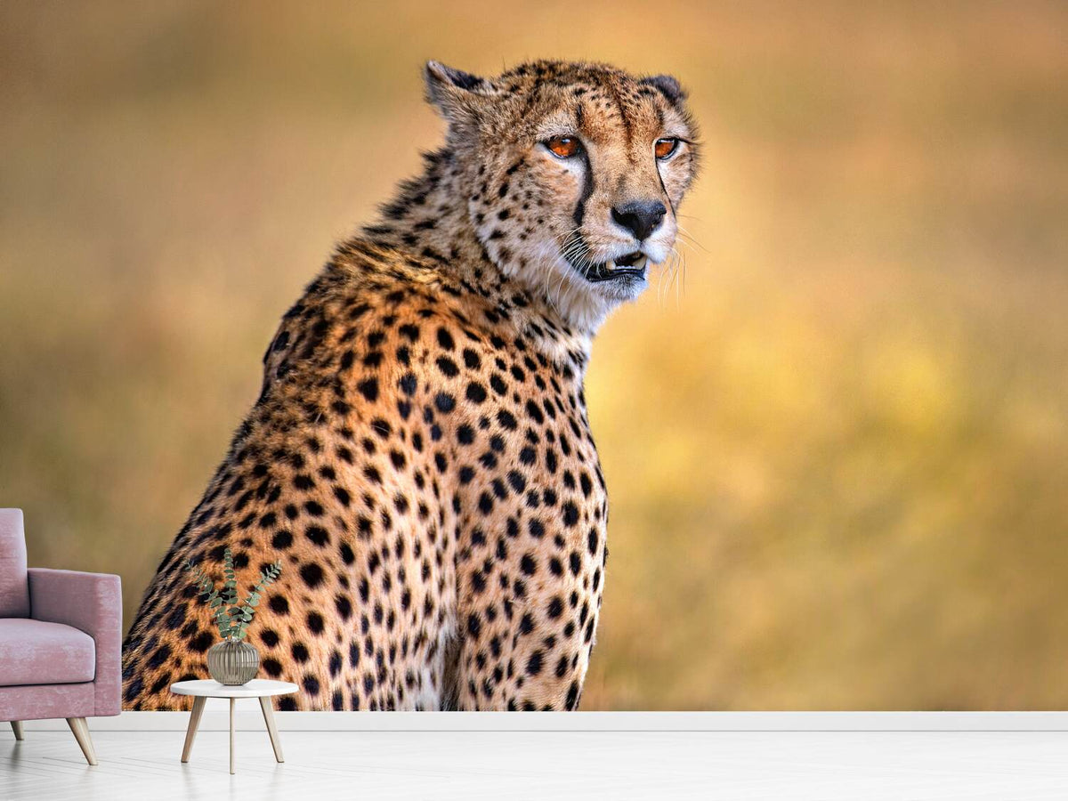 photo-wallpaper-cheetah-portrait-x