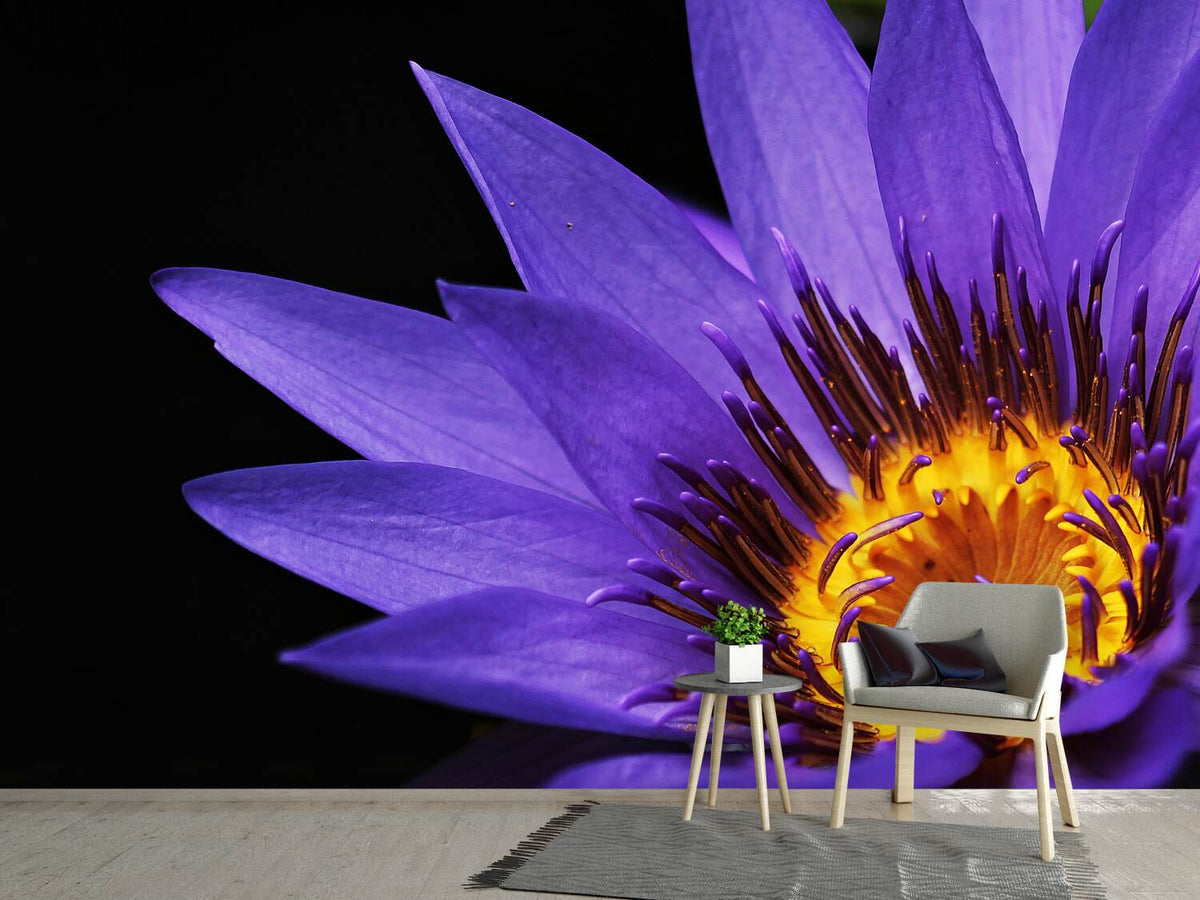 photo-wallpaper-xl-water-lily-in-purple