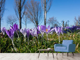 photo-wallpaper-purple-crocus-in-nature