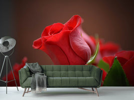 photo-wallpaper-red-rose-in-xl