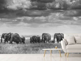 photo-wallpaper-elephant-family-xip