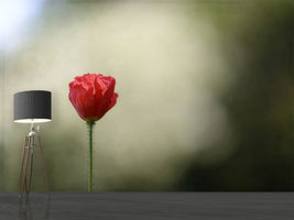 photo-wallpaper-red-poppy