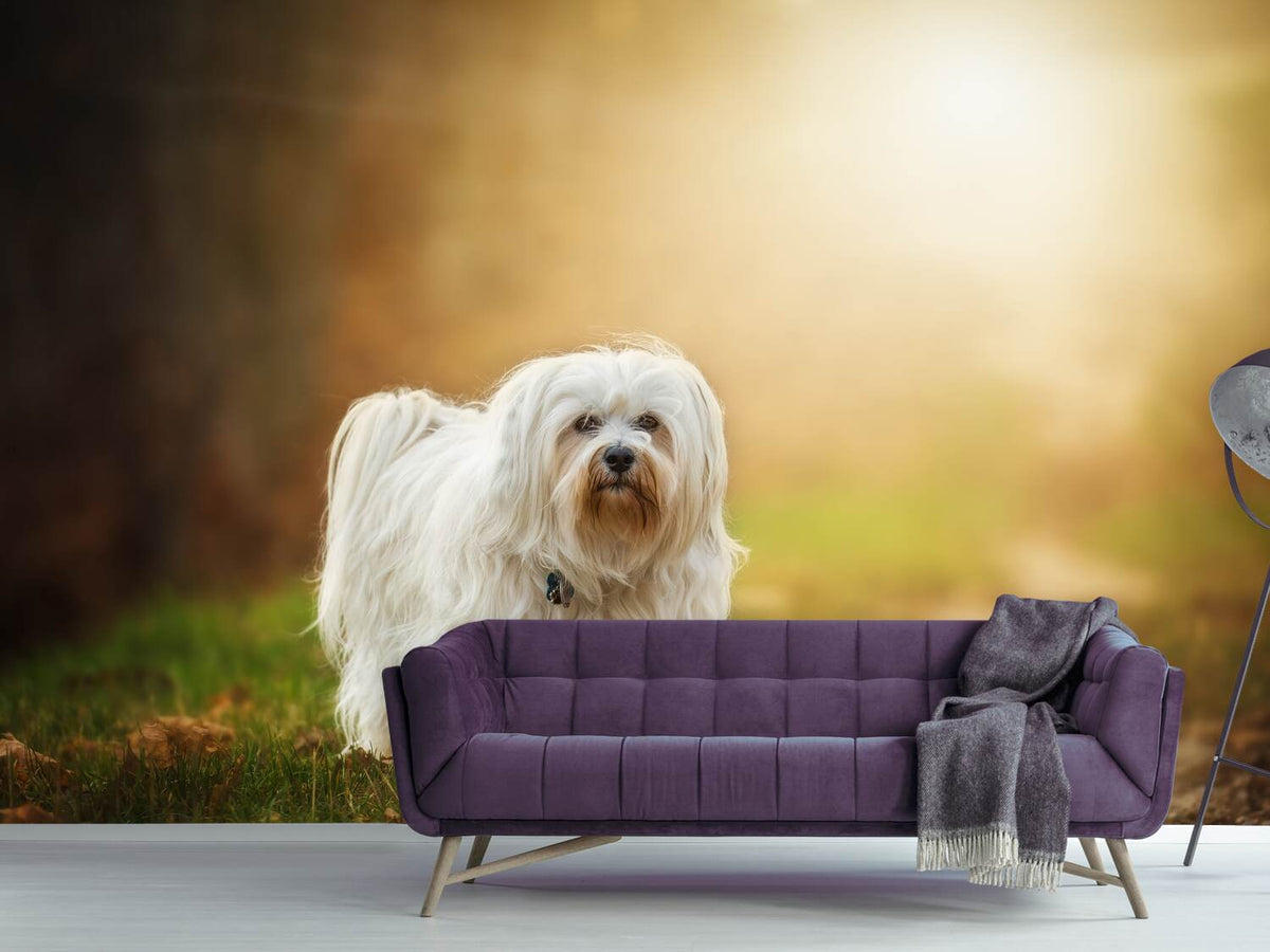 photo-wallpaper-the-havanese