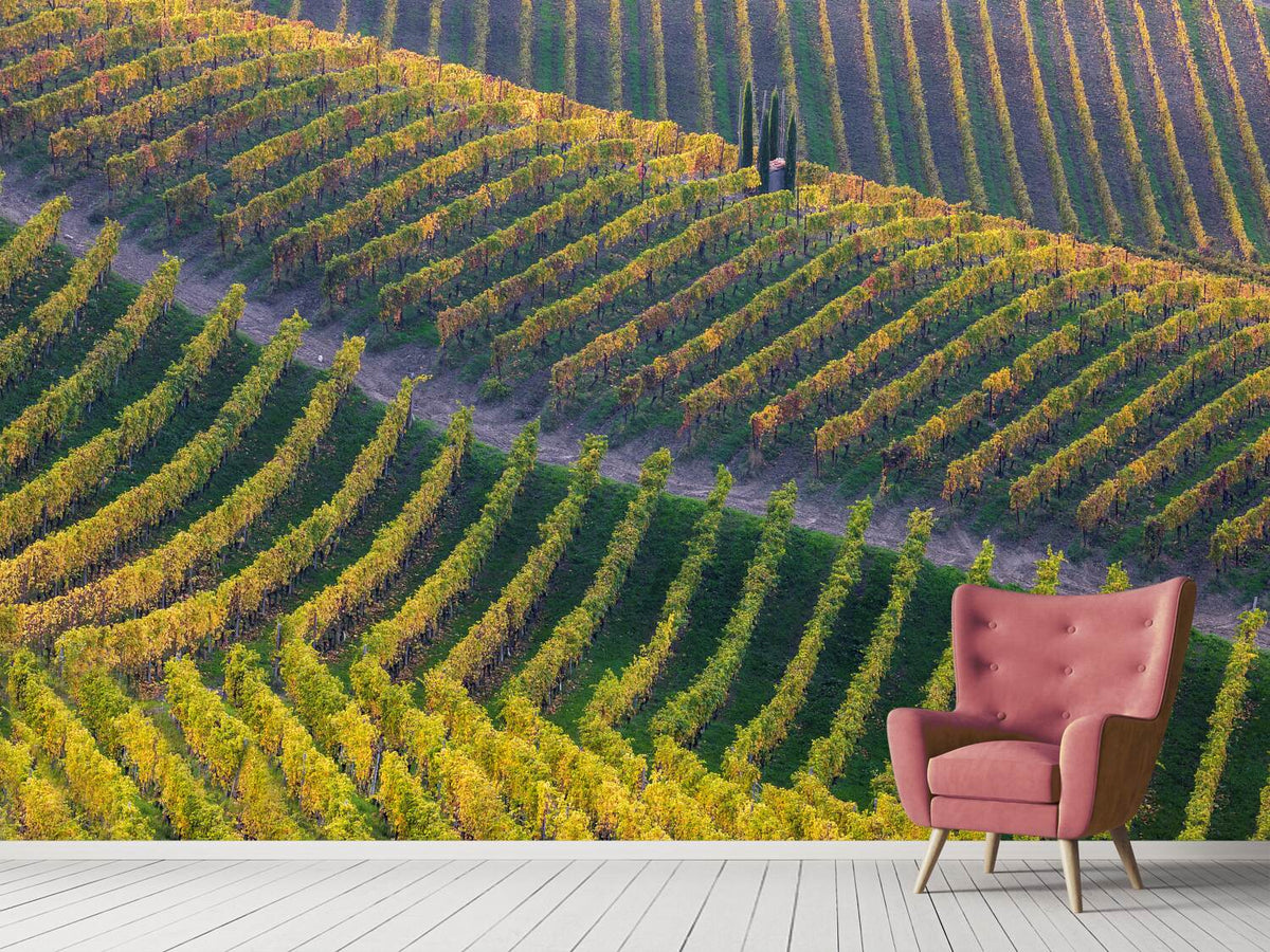 photo-wallpaper-vineyards-x