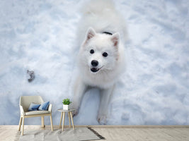 photo-wallpaper-dogs-joy-in-the-snow