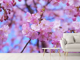 photo-wallpaper-gorgeous-cherry-blossom