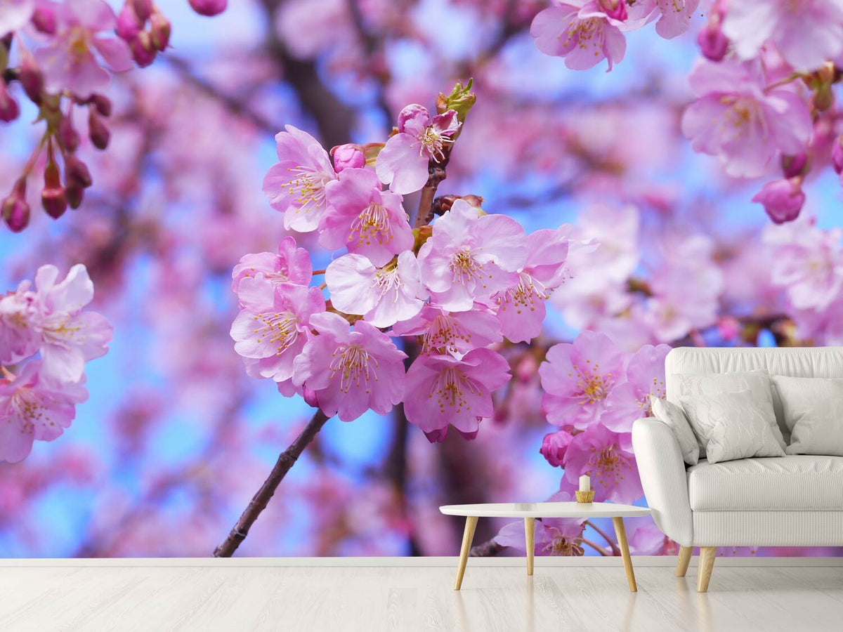 photo-wallpaper-gorgeous-cherry-blossom