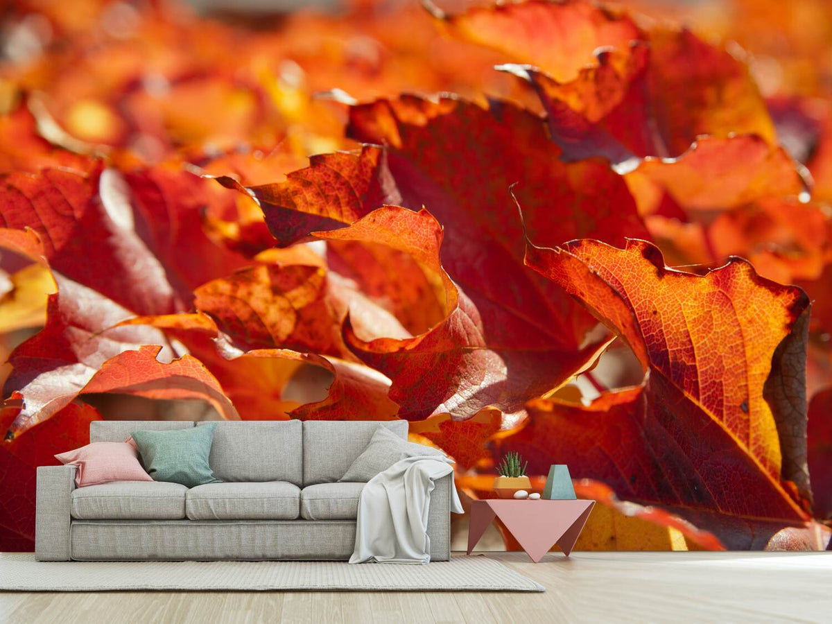 photo-wallpaper-nice-autumn-leaves