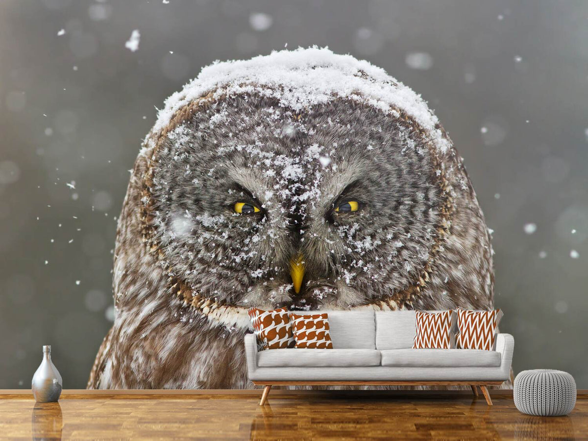 photo-wallpaper-great-grey-owl-winter-portrait