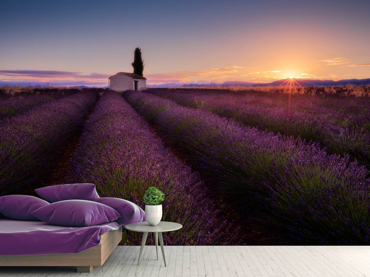 photo-wallpaper-provence-lavender-x