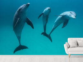 photo-wallpaper-bottlenose-dolphins-ii