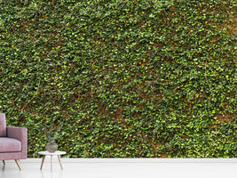 photo-wallpaper-green-ivy-leaves-wall