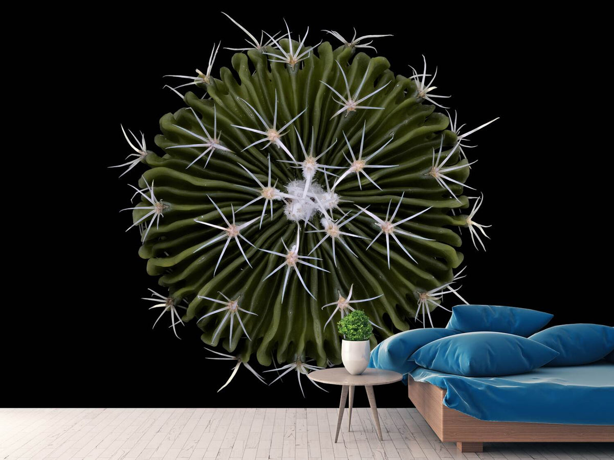 photo-wallpaper-stenocactus