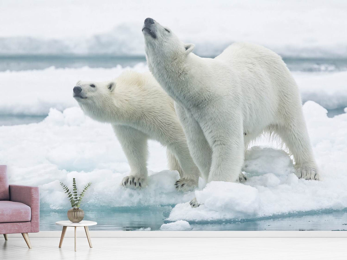 photo-wallpaper-polar-bears-mother-and-son-x