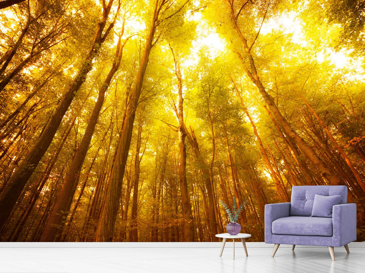 photo-wallpaper-autumn-forest