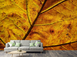 photo-wallpaper-the-autumn-leaf