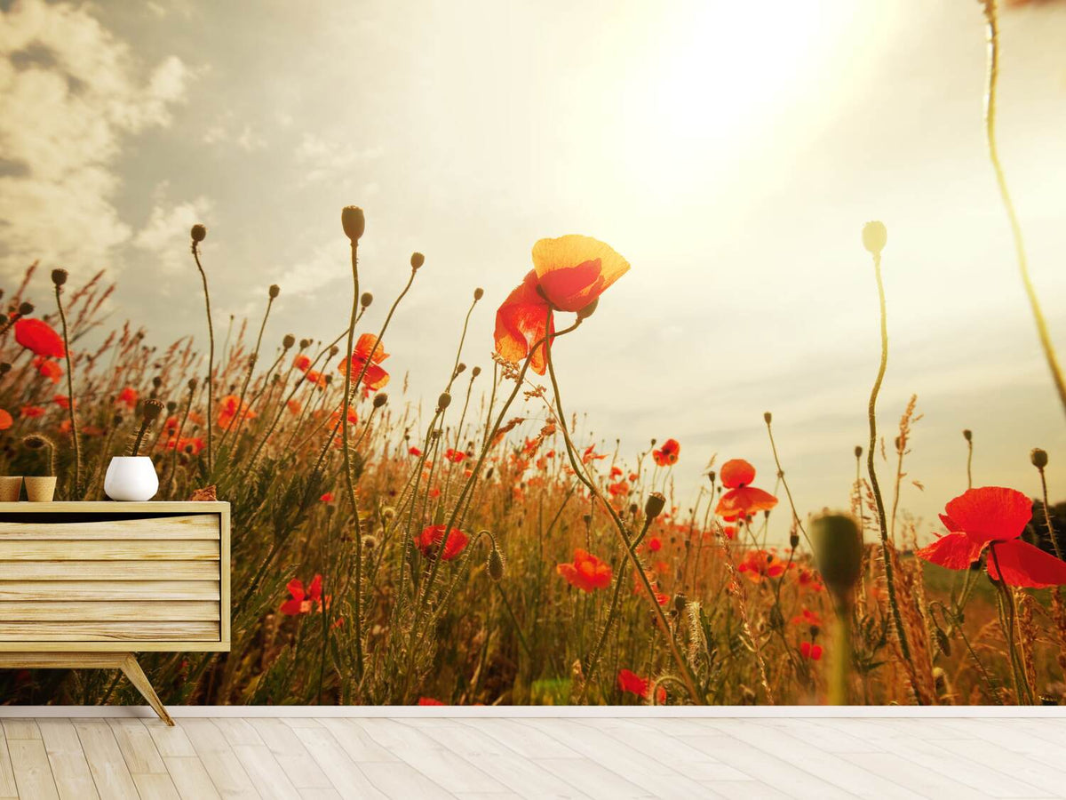 photo-wallpaper-the-poppy-field-at-sunrise