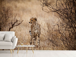 photo-wallpaper-elegant-cheetah