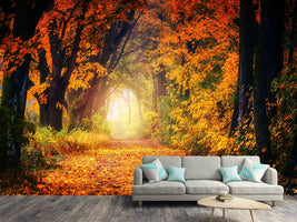 photo-wallpaper-forest-walk