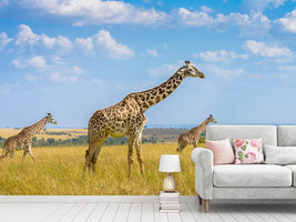 photo-wallpaper-trio-giraffes-x