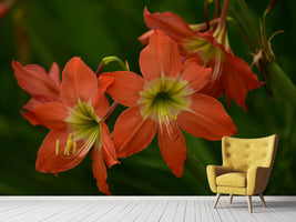 photo-wallpaper-lilies-in-orange