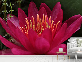 photo-wallpaper-wonderful-water-lily