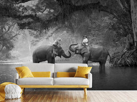 photo-wallpaper-two-elephants