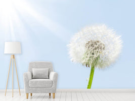 photo-wallpaper-dandelion-in-sunbeam