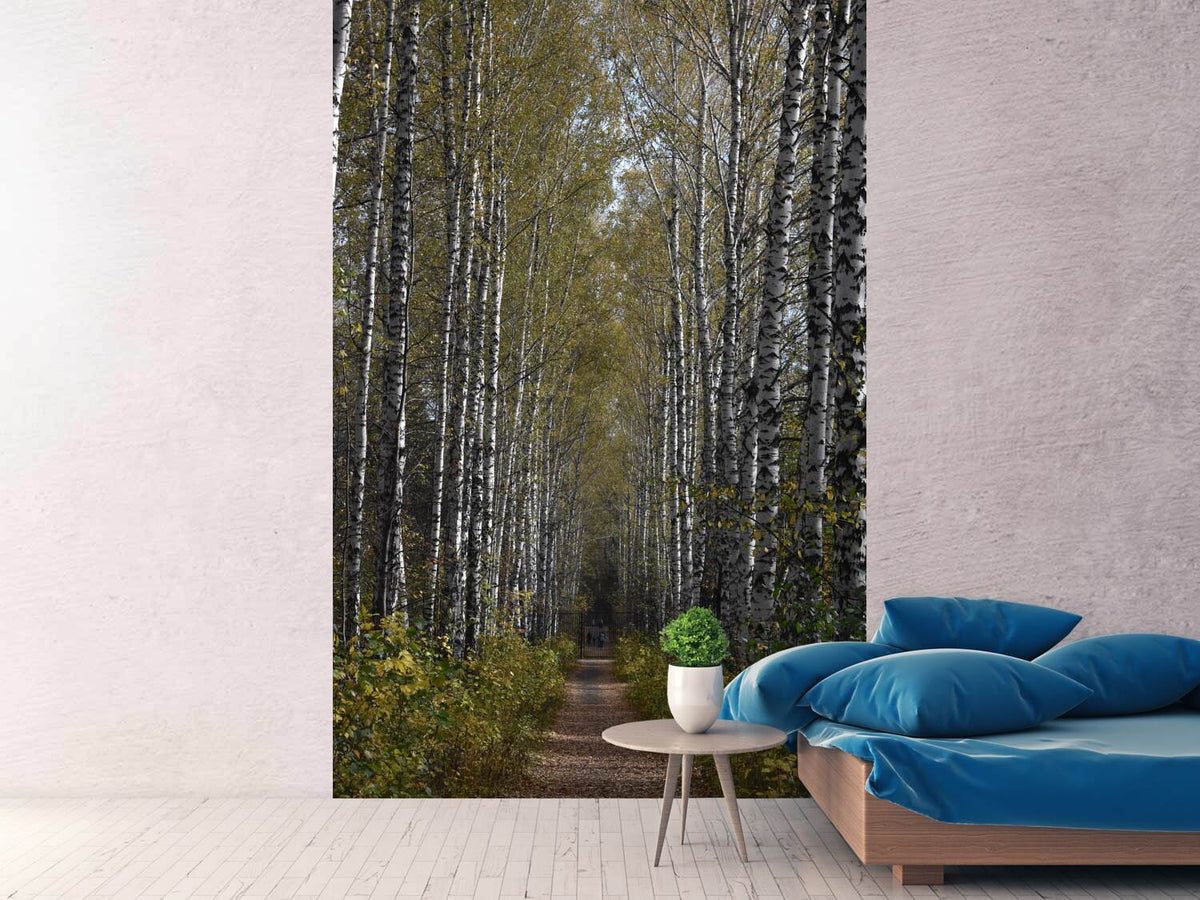 photo-wallpaper-birch-avenue