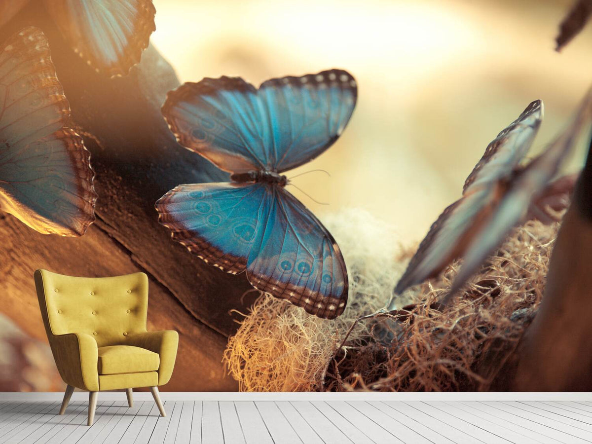 photo-wallpaper-butterflies