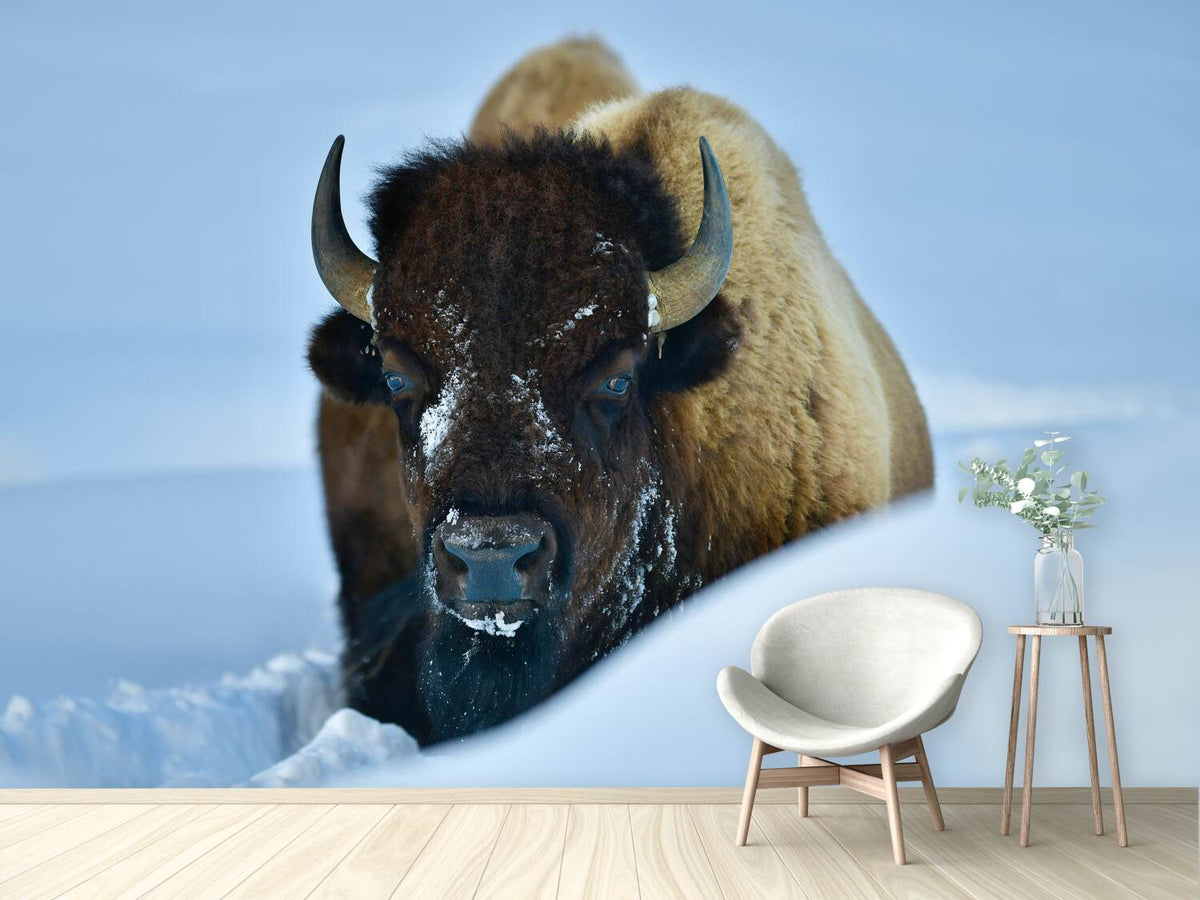 photo-wallpaper-winter-bison