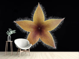 photo-wallpaper-stapelia-grandiflora