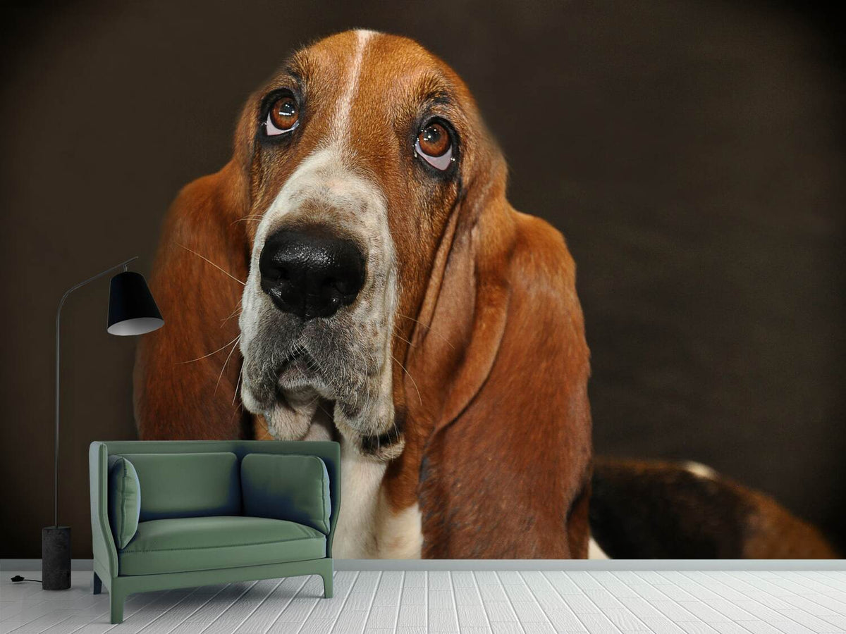 photo-wallpaper-typical-basset